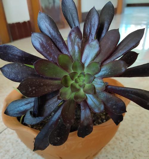 黑法师开花的奇观（探秘黑法师神秘的花海，惊叹开花的壮观场面）