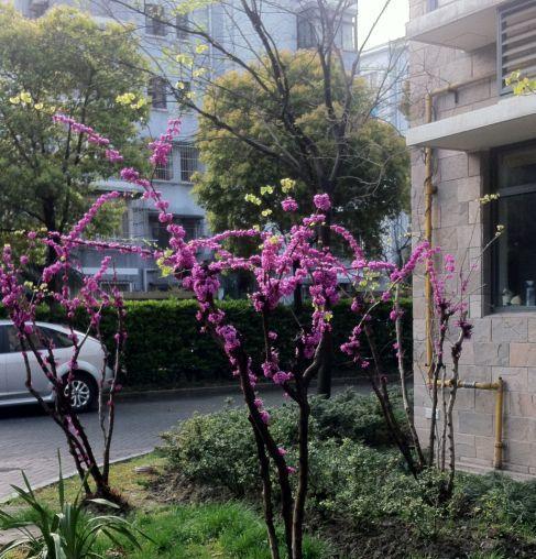 小区里常见的树种（认识小区里的绿色朋友）