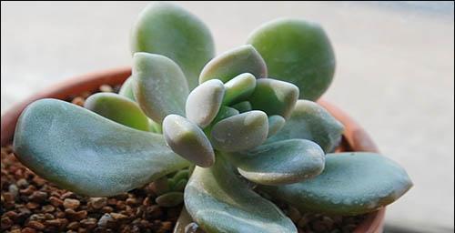 如何防止冬美人过度生长（冬季养护技巧，让你的植物茁壮成长）