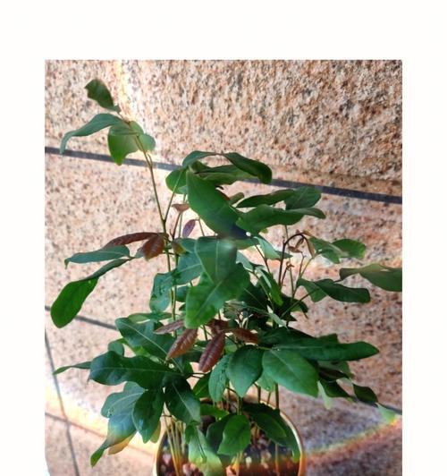 龙眼盆栽种植方法（龙眼发芽怎么种？从准备土壤到养护全解析）