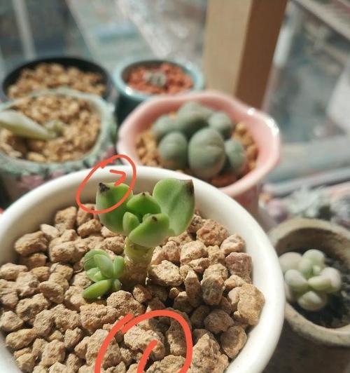 多肉叶子干枯的原因及解决方法（探究多肉叶子干枯的成因，为您提供实用解决方法）