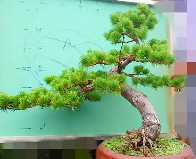 松树盆景养护指南（打造最美的松树盆景，关键在于养护细节）