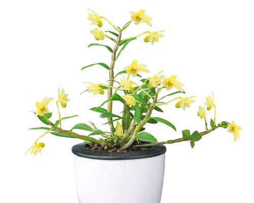 石斛（探究石斛植物的光照需求，揭开石斛生长的神秘面纱）