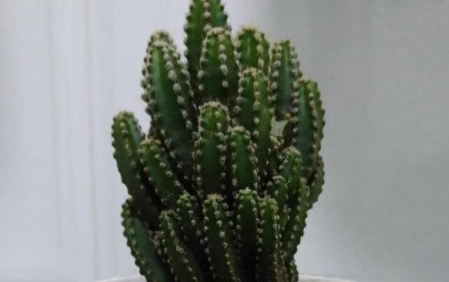 仙人山换盆后的浇水技巧（掌握这些浇水方法，让你的仙人山更健康）