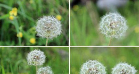 探究蒲公英是双子叶植物的真相（了解蒲公英的科学分类与特征）