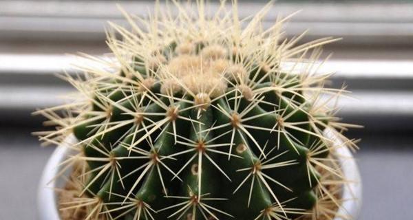 仙人球的养护与管理（家庭养法一网打尽）