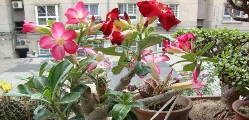沙漠玫瑰开花季节剖析（探秘沙漠玫瑰的生长环境和开花时间）