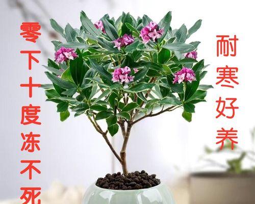 办公室养花全攻略（打造舒适办公环境，提升工作效率）