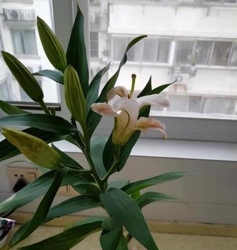 毒性分析：盆栽百合是有毒植物吗？