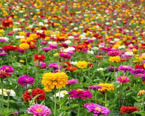 百日草一年开几次花？（探究百日草的开花特点及养护方法）