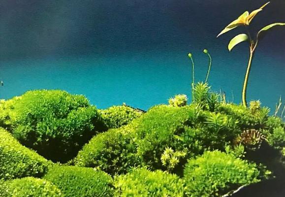 苔藓生长温度及其影响因素（探讨苔藓生长适宜温度的关键因素）