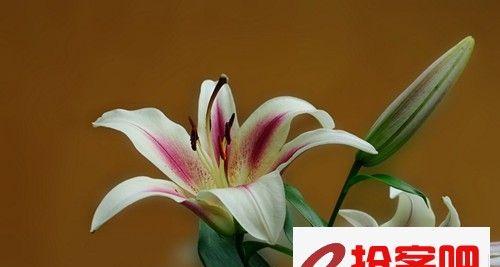 百合花语与赠送对象选择（探寻百合花语的深刻含义，为送礼者提供参考）