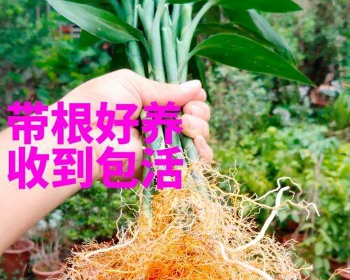 发财竹的养殖方法与注意事项（打造绿色家居，享受自然舒适生活）
