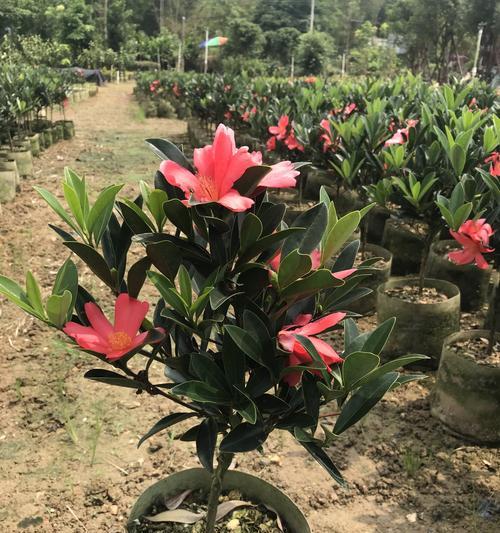 杜鹃红山茶怎么养开花多（从土壤到修剪，掌握四招提高杜鹃红山茶开花率）