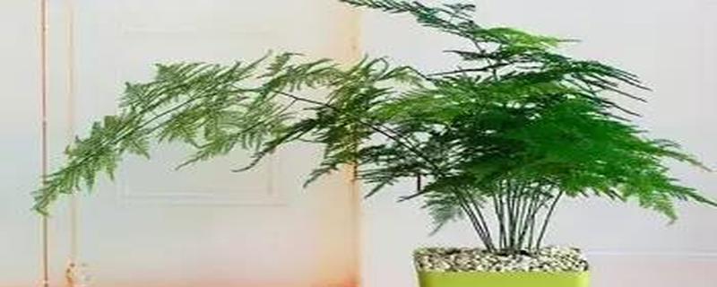 家居风水必备：养植物，健康生活的关键