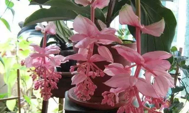 宝莲灯花的养护方法（让你的宝莲灯花开花更多！）