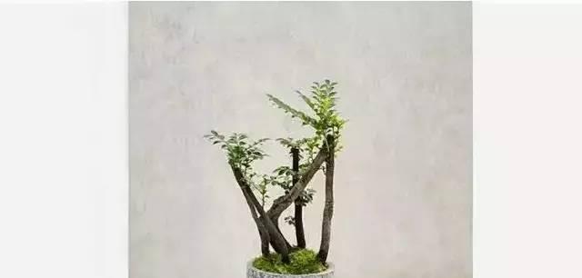 小叶紫檀的换土时间和方法（掌握换土技巧，让小叶紫檀茁壮成长）