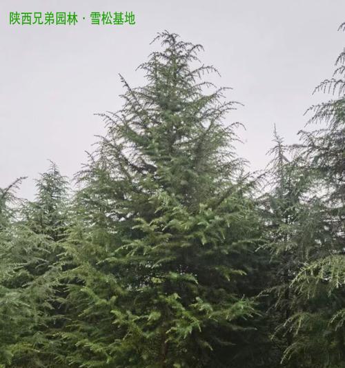 院子里能种雪松吗？（雪松的适应环境及栽种技巧）