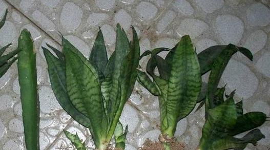 虎皮兰叶子烂了怎么办（如何抢救虎皮兰叶子烂了的植株）