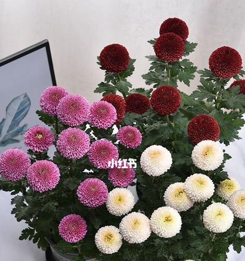 乒乓菊不开花怎么办？（原因分析及处理方法）