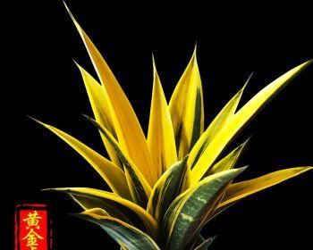 虎皮兰的最佳栽培土（打造适合虎皮兰生长的土壤）