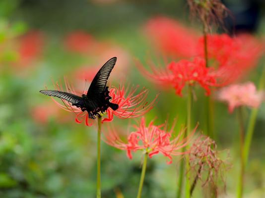 冬天的彼岸花，如何防止冻死？（寒冬时节，彼岸花的存活之道）
