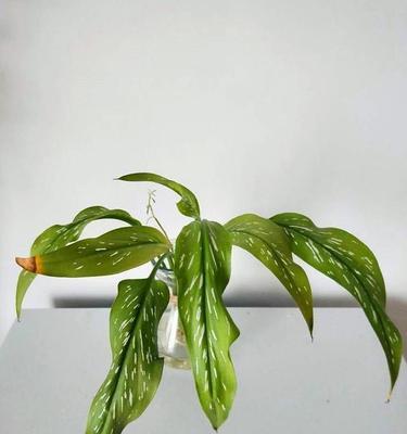 马蹄莲不开花的原因及处理方法（为什么马蹄莲只长叶子？如何让马蹄莲开花？）