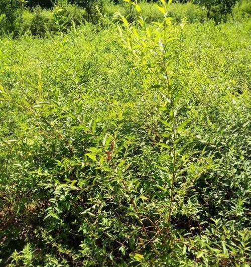 火棘移栽的最佳时间（掌握技巧，保证移栽成功）