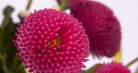 探秘菊科代表植物的特征（了解菊科代表植物的分类、形态、生长环境等特征）