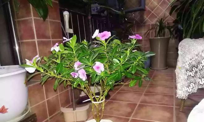 长春花老桩的养殖与养护方法（让长春花老桩长势旺盛的技巧与细节）