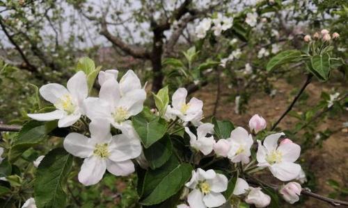 探究苹果树不开花的原因（为什么苹果树长时间不开花？——一场关于生长的思考）