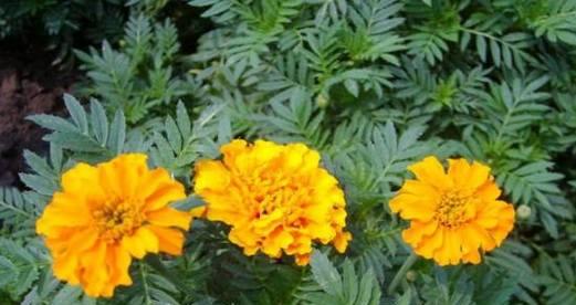 万寿菊如何养护才能长时间开花？（开花周期、养护技巧、品种选择）
