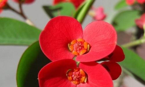 海棠花是否有种子？（探究海棠花的繁殖方式及其特点）