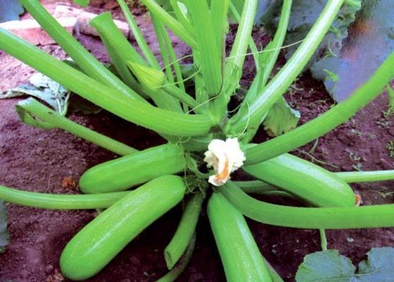 葫芦养护之浇水技巧（掌握浇水频率，让葫芦茁壮成长）