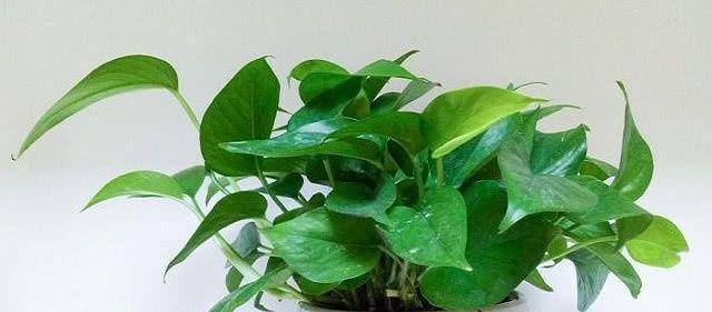 西葫芦的光照要求（喜阳还是喜阴？）