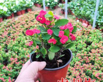 小叶海棠开花全攻略（如何让小叶海棠绽放最美花期？）