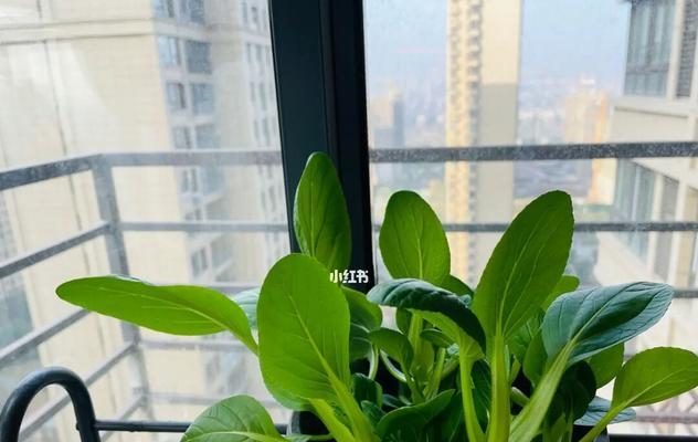 阳台种植小青菜的时间和方法（掌握种植技巧，让阳台成为蔬菜园）