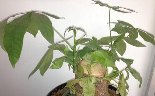 繁殖发财树的方法和时间详解（了解发财树的繁殖方法，让你轻松养出百叶神仙）