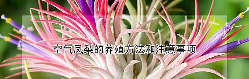 空气凤梨叶片发黄，怎么办？（原因、处理方法详解，让你的空气凤梨变得更健康）