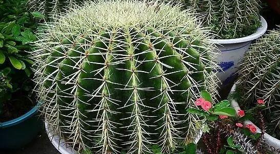 探究仙人球是否为草本植物（了解仙人球的生长习性与分类特征，解析其植物属性）
