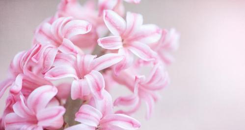 粉色风信子的花语与寓意（探寻花海中的柔情与美丽）