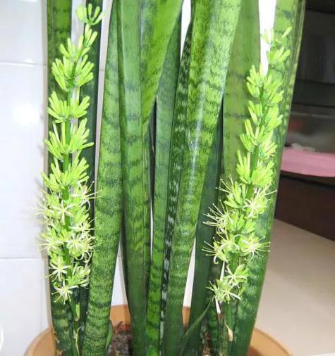 虎皮兰的养护秘籍（如何正确浇白糖水让虎皮兰更健康）