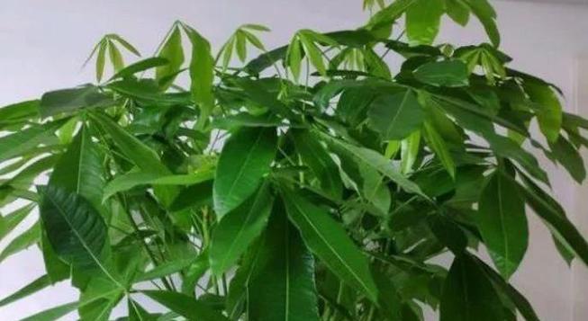 发财树是怕冷还是怕热？（揭开发财树的温度秘密，学会正确护理发财树）