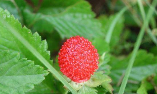 草莓——多年生草本植物的奇妙生长（探寻草莓的起源、特点与栽培技巧）