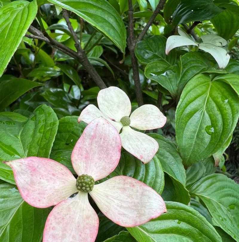 论“桂花树喜阴还是喜阳光”的真相（揭秘桂花树喜好之谜，从生长环境到生长习惯全方位解析）