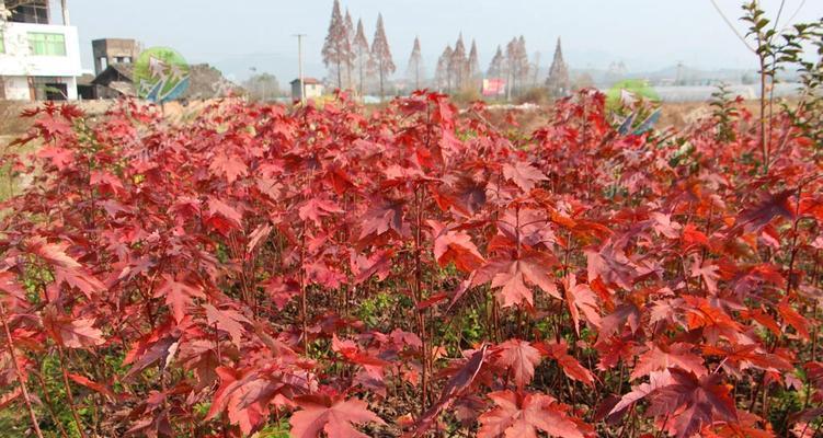 红枫的种植技巧（掌握种植时机，打造漂亮枫叶林）