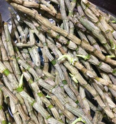 多菌灵可以用于浇灌石斛吗？（石斛生长需要什么样的保护？-多菌灵是否适合）