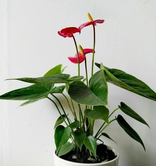 室内秋冬养花指南（打造温暖家园，这些花最适合）