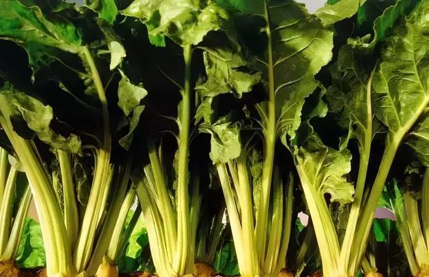 甜菜的种植与应用（了解甜菜的品种、生长特点及健康价值）
