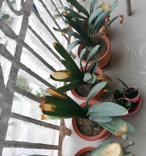 啤酒水适合浇什么花？（探讨啤酒水在植物生长中的作用及适用范围）